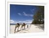 Diani Beach, Near Mombasa, Kenya, East Africa, Africa-Pitamitz Sergio-Framed Photographic Print