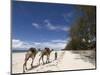 Diani Beach, Near Mombasa, Kenya, East Africa, Africa-Pitamitz Sergio-Mounted Photographic Print