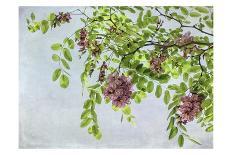 Purple Anemone 3-Dianne Poinski-Art Print