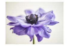 Purple Anemone 3-Dianne Poinski-Art Print