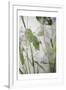 Gramercy White