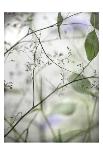 Soft Leaves I-Dianne Poinski-Art Print