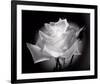 Dianne's Rose (black and white)-Scott Peck-Framed Art Print