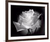 Dianne's Rose (black and white)-Scott Peck-Framed Art Print