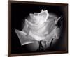 Dianne's Rose (black and white)-Scott Peck-Framed Art Print