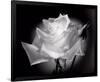 Dianne's Rose (black and white)-Scott Peck-Framed Art Print