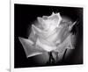 Dianne's Rose (black and white)-Scott Peck-Framed Art Print