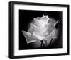 Dianne's Rose (black and white)-Scott Peck-Framed Art Print