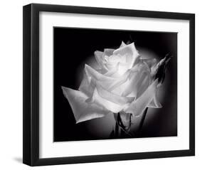 Dianne's Rose (black and white)-Scott Peck-Framed Art Print