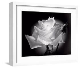 Dianne's Rose (black and white)-Scott Peck-Framed Art Print