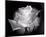 Dianne's Rose (black and white)-Scott Peck-Mounted Art Print