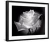 Dianne's Rose (black and white)-Scott Peck-Framed Art Print