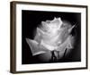 Dianne's Rose (black and white)-Scott Peck-Framed Art Print