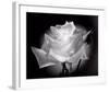 Dianne's Rose (black and white)-Scott Peck-Framed Art Print