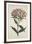 Dianthus Barbatus (Bearded Pink), from the Botanical Magzaine or Flower Garden Displayed, Pub. 1792-English School-Framed Giclee Print