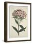 Dianthus Barbatus (Bearded Pink), from the Botanical Magzaine or Flower Garden Displayed, Pub. 1792-English School-Framed Giclee Print