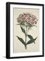 Dianthus Barbatus (Bearded Pink), from the Botanical Magzaine or Flower Garden Displayed, Pub. 1792-English School-Framed Giclee Print