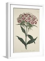 Dianthus Barbatus (Bearded Pink), from the Botanical Magzaine or Flower Garden Displayed, Pub. 1792-English School-Framed Giclee Print