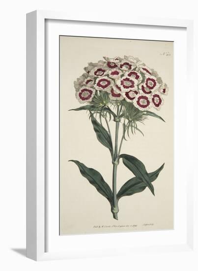 Dianthus Barbatus (Bearded Pink), from the Botanical Magzaine or Flower Garden Displayed, Pub. 1792-English School-Framed Giclee Print