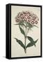 Dianthus Barbatus (Bearded Pink), from the Botanical Magzaine or Flower Garden Displayed, Pub. 1792-English School-Framed Stretched Canvas