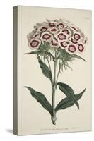 Dianthus Barbatus (Bearded Pink), from the Botanical Magzaine or Flower Garden Displayed, Pub. 1792-English School-Stretched Canvas