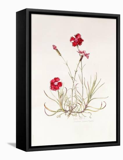 Dianthus Caesar's Mantle, 1997-Alison Cooper-Framed Stretched Canvas