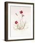 Dianthus Caesar's Mantle, 1997-Alison Cooper-Framed Giclee Print