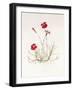 Dianthus Caesar's Mantle, 1997-Alison Cooper-Framed Giclee Print