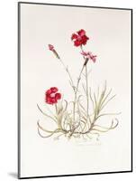 Dianthus Caesar's Mantle, 1997-Alison Cooper-Mounted Giclee Print