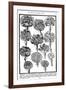 Dianthus (Carnations and Pink), 1629-null-Framed Giclee Print