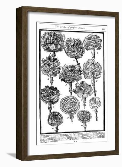 Dianthus (Carnations and Pink), 1629-null-Framed Giclee Print