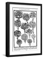 Dianthus (Carnations and Pink), 1629-null-Framed Giclee Print