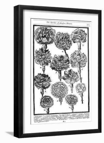 Dianthus (Carnations and Pink), 1629-null-Framed Giclee Print