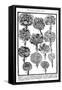 Dianthus (Carnations and Pink), 1629-null-Framed Stretched Canvas