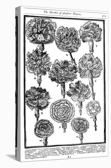 Dianthus (Carnations and Pink), 1629-null-Stretched Canvas