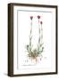 Dianthus carthusianorum, Flora Graeca-Ferdinand Bauer-Framed Giclee Print