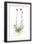 Dianthus carthusianorum, Flora Graeca-Ferdinand Bauer-Framed Giclee Print