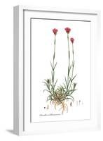 Dianthus carthusianorum, Flora Graeca-Ferdinand Bauer-Framed Giclee Print