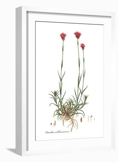 Dianthus carthusianorum, Flora Graeca-Ferdinand Bauer-Framed Giclee Print