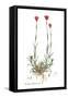 Dianthus carthusianorum, Flora Graeca-Ferdinand Bauer-Framed Stretched Canvas