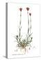 Dianthus carthusianorum, Flora Graeca-Ferdinand Bauer-Stretched Canvas