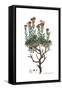 Dianthus fruticosus, Flora Graeca-Ferdinand Bauer-Framed Stretched Canvas