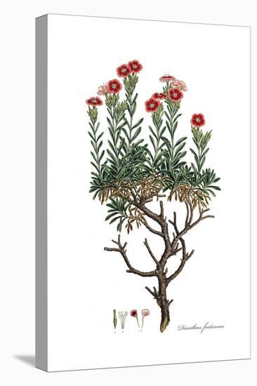 Dianthus fruticosus, Flora Graeca-Ferdinand Bauer-Stretched Canvas