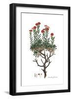 Dianthus fruticosus, Flora Graeca-Ferdinand Bauer-Framed Giclee Print
