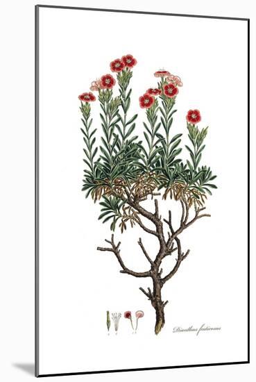 Dianthus fruticosus, Flora Graeca-Ferdinand Bauer-Mounted Giclee Print