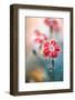 Dianthus-Mandy Disher-Framed Photographic Print