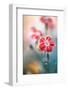 Dianthus-Mandy Disher-Framed Photographic Print