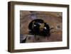 Diaperis Boleti (Darkling Beetle)-Paul Starosta-Framed Photographic Print