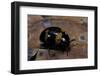 Diaperis Boleti (Darkling Beetle)-Paul Starosta-Framed Photographic Print