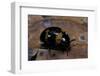 Diaperis Boleti (Darkling Beetle)-Paul Starosta-Framed Photographic Print